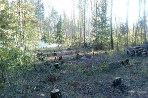 Расчистка участка под строительство от деревьев Массив Верхние Осельки